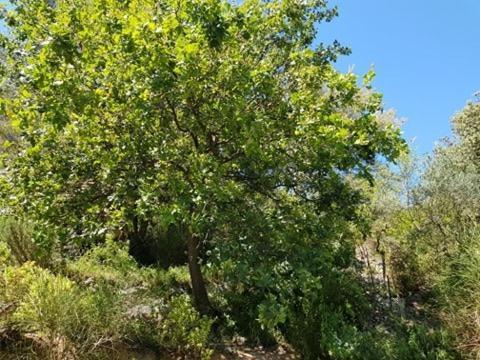 Cabane Dans Les Arbres "La Kaz Aux Cigales" 库尔斯 外观 照片